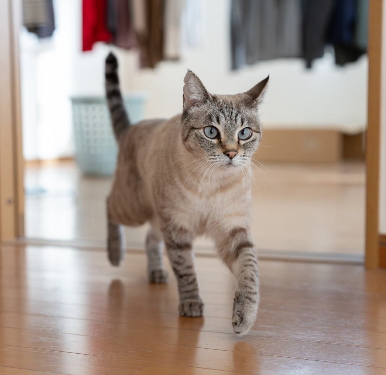 Cat Allergy Blocker Brings Fast Eye Relief in Study