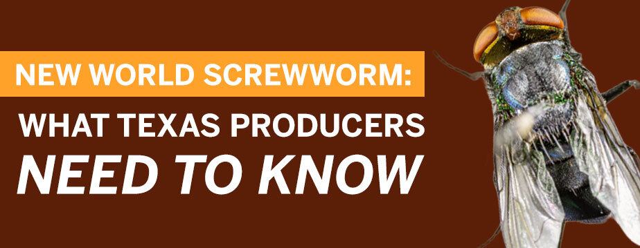 New World screwworm