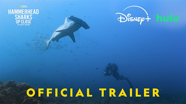 Hammerhead Sharks